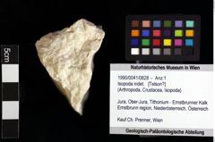 Foto (Objket + Etiketten) von Isopoda indet. 